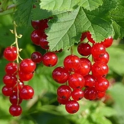 Смородина красная РОНДОМ  Смородина красная РОНДОМ в Красноярске