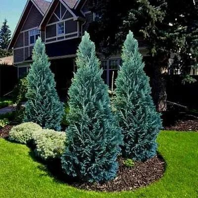 Кипарисовик ВАН ПЕЛЬТС БЛЮ лавсона  Кипарисовик ВАН ПЕЛЬТС БЛЮ лавсона в Красноярске