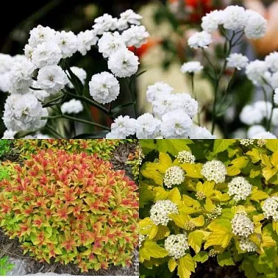 Комплект СОЛНЕЧНЫЙ МИКС в Красноярске