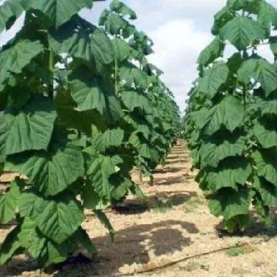 Павлония ПАО ТОГН Z07 — описание сорта Павлония ПАО ТОГН Z07 в Красноярске