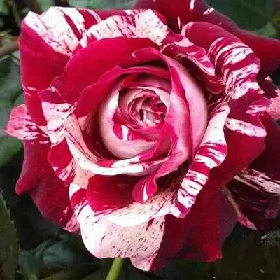 Саженцы роз ХУЛИО ИГЛЕСИАС чайно-гибридная  Саженцы роз ХУЛИО ИГЛЕСИАС чайно-гибридная в Красноярске