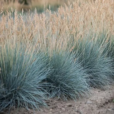 Овсяница АЙСФОГЕЛЬ сизая  Овсяница АЙСФОГЕЛЬ сизая в Красноярске