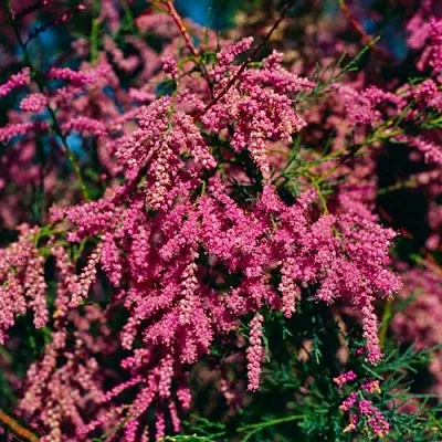 Тамарикс  Тамарикс в Красноярске