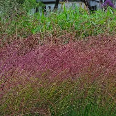 Овсянница АМЕТИСТОВАЯ  Овсянница АМЕТИСТОВАЯ в Красноярске