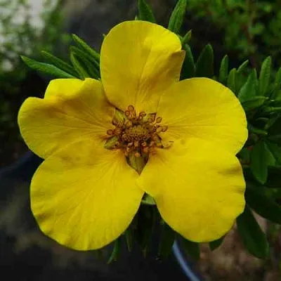 Лапчатка ГОЛДФИНГЕР кустарниковая  Лапчатка ГОЛДФИНГЕР кустарниковая в Красноярске