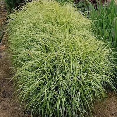 Осока ВАРИЕГАТА пальмолистная  Осока ВАРИЕГАТА пальмолистная в Красноярске