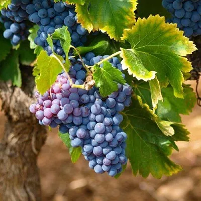 Виноград ЗИЛГА в Красноярске