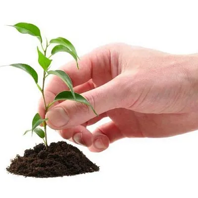 Саженцы  Саженцы в Красноярске