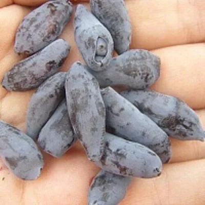 Жимолость съедобная ЧУЛЫМСКАЯ  Жимолость съедобная ЧУЛЫМСКАЯ в Красноярске