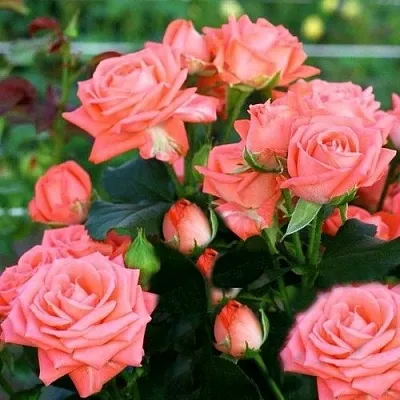 Саженцы роз БАРБАДОС спрей  Саженцы роз БАРБАДОС спрей в Красноярске