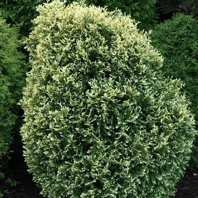 Туя ЛИТОМИШИЛ западная  Туя ЛИТОМИШИЛ западная в Красноярске