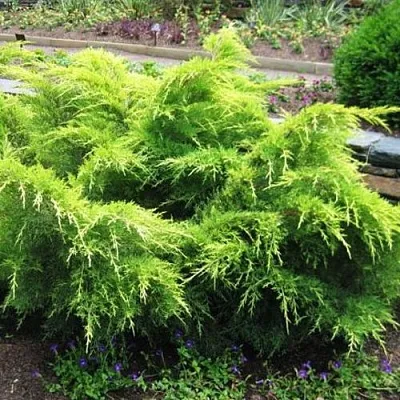 Можжевельник ГОЛД КОСТ средний  Можжевельник ГОЛД КОСТ средний в Красноярске