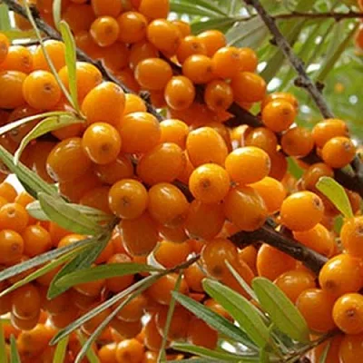 Облепиха ВИТАМИННАЯ  Облепиха ВИТАМИННАЯ в Красноярске