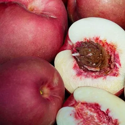 НЕКТАПЛЮМ  НЕКТАПЛЮМ в Красноярске