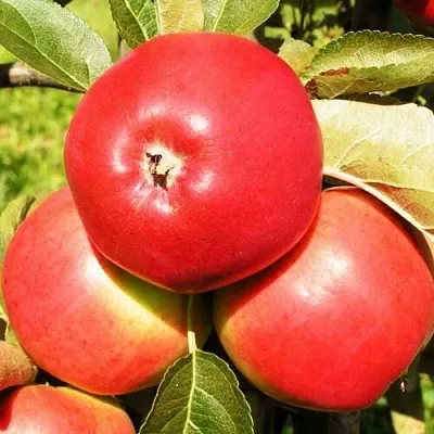 Яблоня СЯБРЫНА в Красноярске