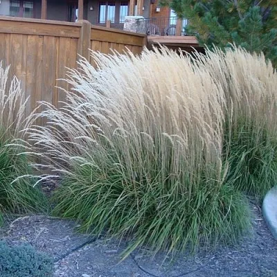 Вейник КАРЛ ФОРСТЕР остроцветковый  Вейник КАРЛ ФОРСТЕР остроцветковый в Красноярске