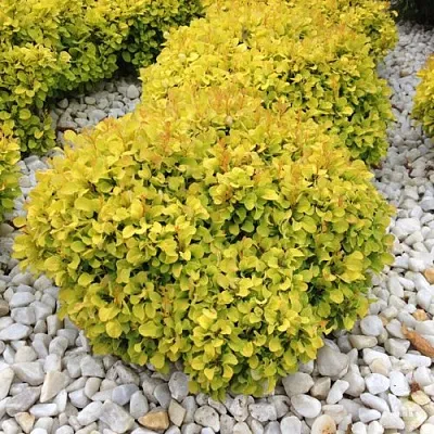 Барбарис БОНАНЗА ГОЛД тунберга  Барбарис БОНАНЗА ГОЛД тунберга в Красноярске