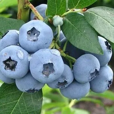 Голубика БЛЮЭТТА  Голубика БЛЮЭТТА в Красноярске