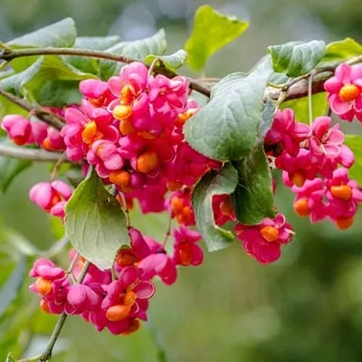 Бересклет ЕВРОПЕЙСКИЙ  Бересклет ЕВРОПЕЙСКИЙ в Красноярске