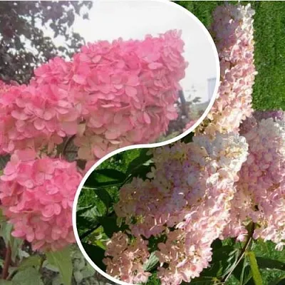 Комплект МНОГОГРАННОСТЬ в Красноярске