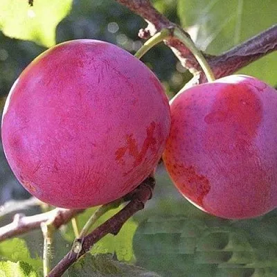 Слива ДЕЛИКАТНАЯ  Слива ДЕЛИКАТНАЯ в Красноярске