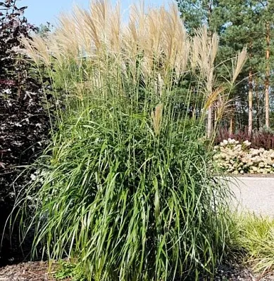 Мискантус ВАНИЛЛА СКАЙ китайский  Мискантус ВАНИЛЛА СКАЙ китайский в Красноярске