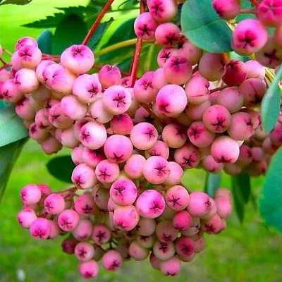 Рябина ПИНК сладкоплодная в Красноярске