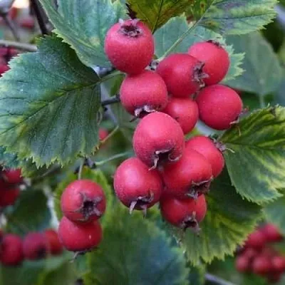 Боярышник АРНОЛЬДА в Красноярске