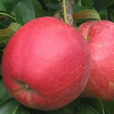 Яблоня РУБИН  Яблоня РУБИН в Красноярске