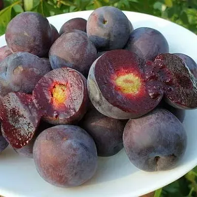 Сливово-вишневый гибрид МЕЙНОР в Красноярске