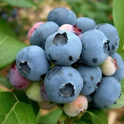 Голубика КОЛЛИНЗ  Голубика КОЛЛИНЗ в Красноярске