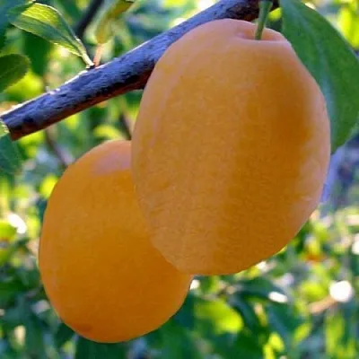 Слива НАТАША  Слива НАТАША в Красноярске