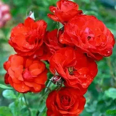 Саженцы роз ФАЙЕР КИНГ спрей  Саженцы роз ФАЙЕР КИНГ спрей в Красноярске