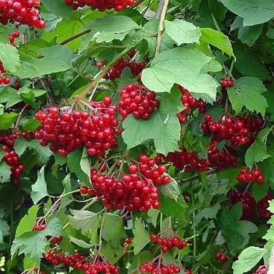 Калина КОМПАКТУМ  Калина КОМПАКТУМ в Красноярске