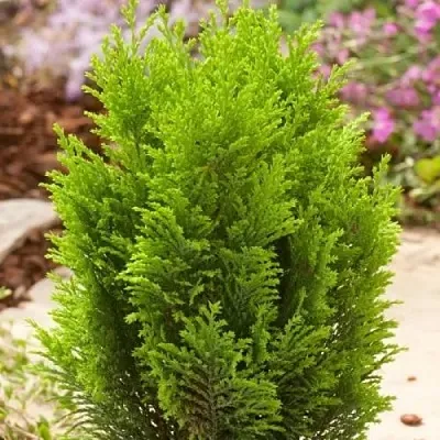 Кипарисовик ЭЛВУДИ ГОЛД лавсона  Кипарисовик ЭЛВУДИ ГОЛД лавсона в Красноярске