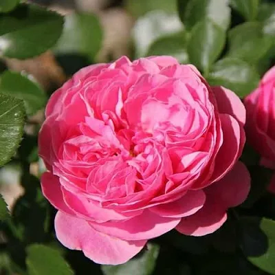 Саженцы роз ЛЕОНАРДО ДА ВИНЧИ флорибунда  Саженцы роз ЛЕОНАРДО ДА ВИНЧИ флорибунда в Красноярске