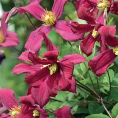 Клематис СТРОУБЕРРИ ФИЛДС  Клематис СТРОУБЕРРИ ФИЛДС в Красноярске