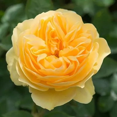 Саженцы роз ГРЕХАМ ТОМАС английская  Саженцы роз ГРЕХАМ ТОМАС английская в Красноярске