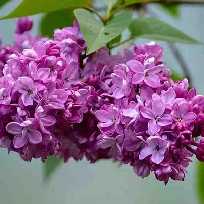 Сирень   Сирень  в Красноярске