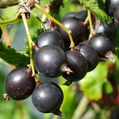 Йошта ДЖОСТАБЕРРИ  Йошта ДЖОСТАБЕРРИ в Красноярске