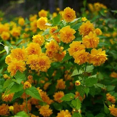 Керрия японская ПЛЕНИФЛОРА  Керрия японская ПЛЕНИФЛОРА в Красноярске