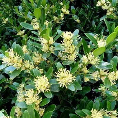 Самшит  Самшит в Красноярске