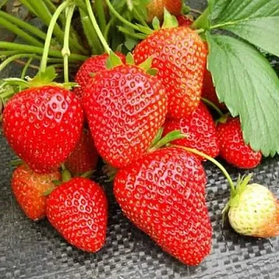 Клубника ВИМА РИНА ремонтантная  Клубника ВИМА РИНА ремонтантная в Красноярске