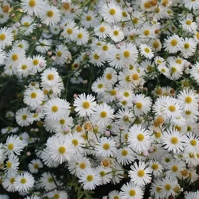 Болтония СНОУБЭНК  Болтония СНОУБЭНК в Красноярске