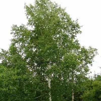 Береза бородавчатая  Береза бородавчатая в Красноярске