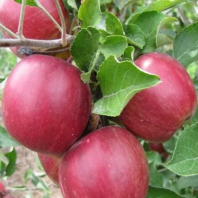 Яблони Московское Ожерелье колонновидная в Красноярске