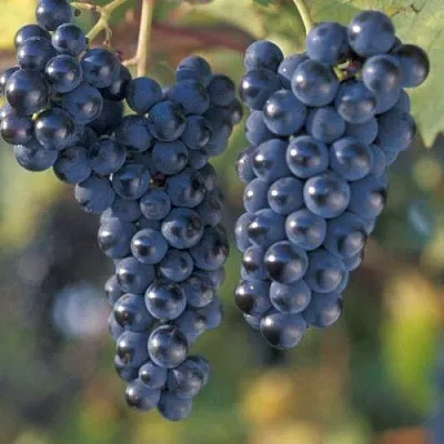 Виноград МАРКЕТТ  Виноград МАРКЕТТ в Красноярске