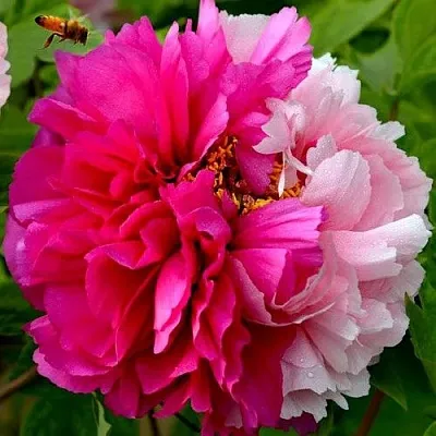 Пион ДВЕ СЕСТРЫ древовидный в Красноярске