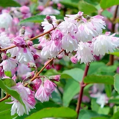 Дейция  Дейция в Красноярске