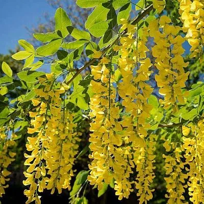 Бобовник  Бобовник в Красноярске